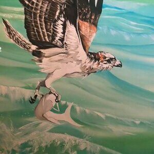 Sea Eagle In Flight